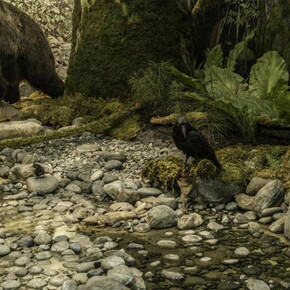 Natural History Gallery. Courtesy of Royal BC Museum