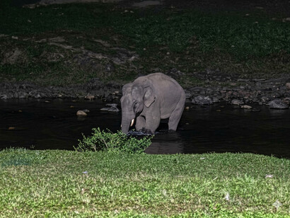 Dans les eaux calmes du Kerala nocturne, l’éléphant incarne une liberté intacte : celle que certains voyageurs, confrontés à l’arbitraire, ont vu leur être brutalement retirée