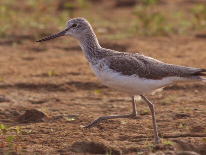 Common Greenshank, a winter migrant to peninsular India (c) Gehan de Silva Wijeyeratne 