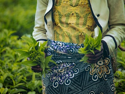 Agricultora. O analfabetismo atinge cerca de 39% da população moçambicana, sendo ainda mais alto nas áreas rurais (INE, 2019). Esse problema limita o acesso a informações técnicas, políticas públicas e mercados. Além disso, afeta negativamente o desenvolvimento humano e a capacidade dos agricultores de adotar novas tecnologias e práticas produtivas