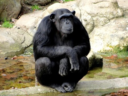 A chimpanzee in a zoo
