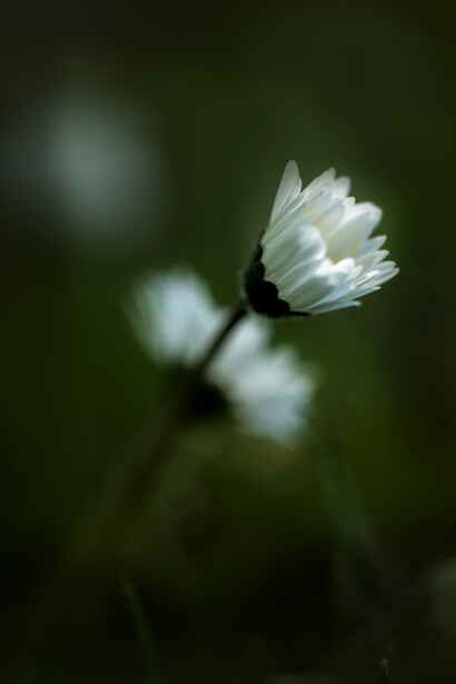  Stream of feelings, ph. Michael Stillwater