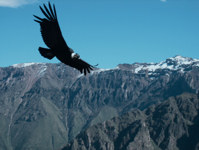 Cóndor andino volando sobre Arequipa, Perú