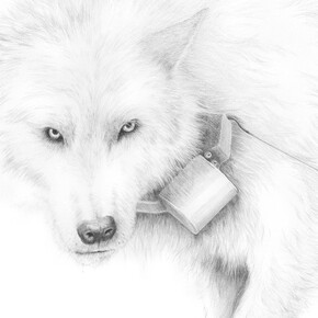 Joseph Smolinski, Grey Wolf (detail), 2014, silverpoint on prepared paper, 17 3/4 x 14 1/8 in. (45.1 x 35.9 cm)