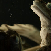 Herpetology. Courtesy of Royal BC Museum 