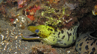 Un esemplare di murena, il Gymnothorax fimbriatus