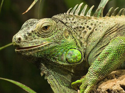 No es como en el sur, que las encuentras a granel tomando el sol hasta en los estacionamientos