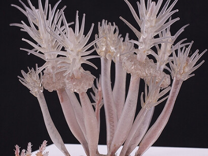 Sea Creatures in Glass. Courtesy of Harvard Museum of Natural History