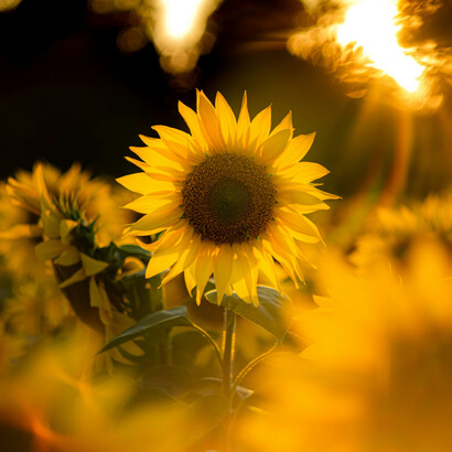 Sunflowers dancing in the sunlight represent hope and happiness
