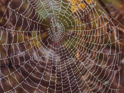 A teia de aranha, a diferença ameaça, o além de si é sempre percebido como armadilha