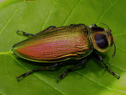 El enorme Buprestidae suramericano, «Euchroma gigantea»