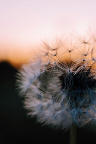 Dente-de-leão. A vida, por vezes, é flutuante como dentes-de-leão ao vento