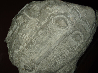 Testa falsa di Modigliani