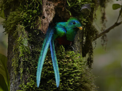 Quetzal resplandeciente en el bosque nuboso de Monteverde, Costa Rica