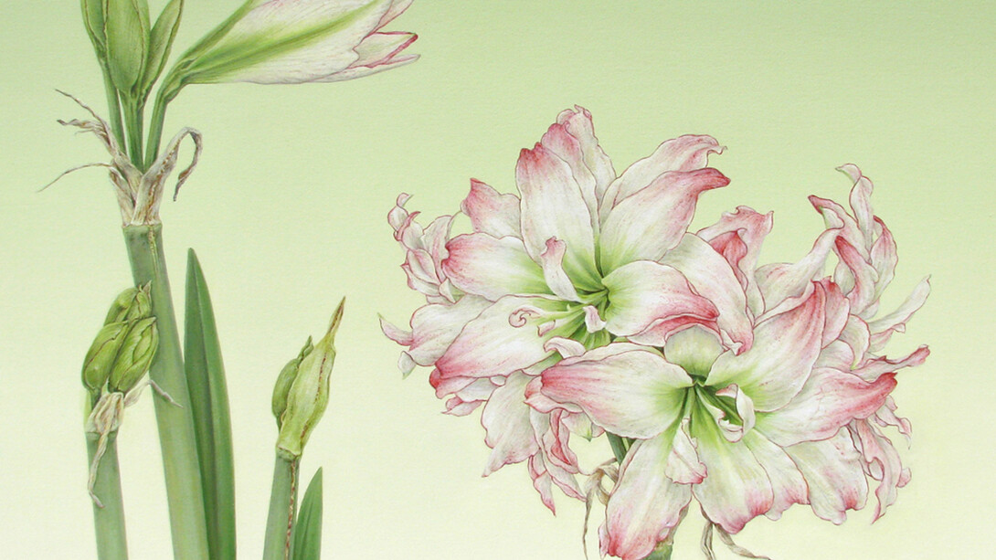 Ingrid Finnan, Amaryllis, 2014 (Hippeastrum c. Aphrodite), Oil on gesso prepared 600 gsm Fabriano Artistico, 43.5 x 53.5 cm