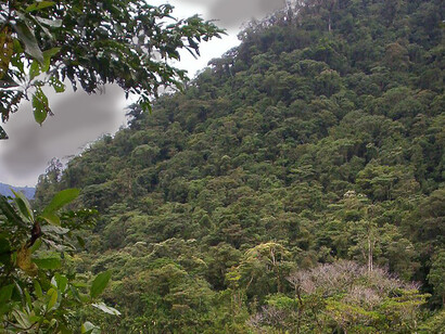 El área conocida como Macizo del Cerro de la Muerte se incorporó al parque el 14 de enero de 2000. Tapanti Parque Nacional, Cartago, Costa Rica