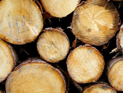 Madeira extraída da floresta. O desmatamento não é apenas uma ferida ecológica: ele interrompe os chamados “rios voadores” — correntes atmosféricas carregadas de umidade que mantêm o ciclo de chuvas para vastas áreas do território brasileiro. Sem eles, a seca ameaça a agricultura, o abastecimento urbano e milhões de vidas



