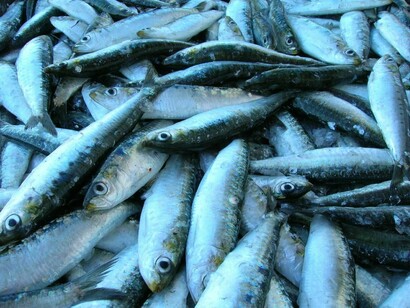 Sardinas frescas