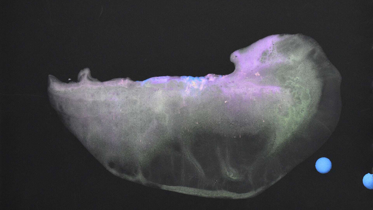 Stephanie Gonzalez, Nebula 10. Courtesy of BoxHeart Gallery