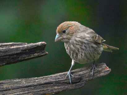 For an instant the glance of the sparrow brought back the personal, mischievous, creative, spontaneous, humorous, and compassionate Existence