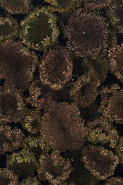 M. Nardone 2016 - Terril 2 - 117x85 cm - papier mat contrecollé sur aluminium - éd. 8