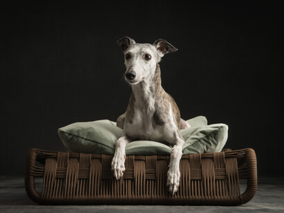 Animale KANAK. Loto verde. Paul Croes & Inge Nelis. www.paulcroes.be