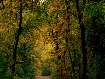 An autumn pathway through a lush, deep forest trail