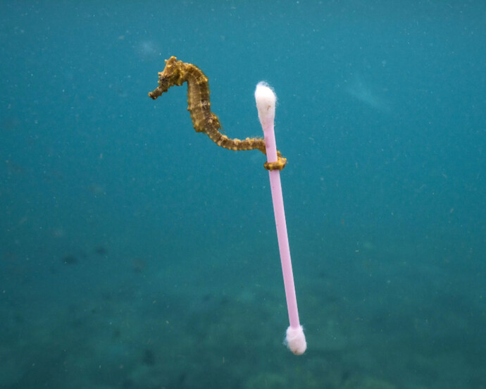 Wildlife Photographer of the Year. Courtesy of ROM 