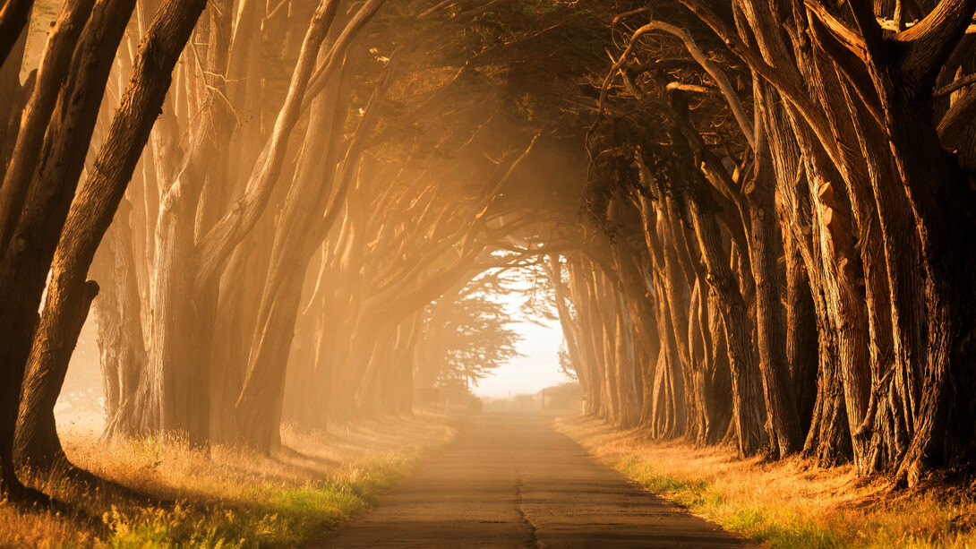 Camino rodeado de árboles en Costa Nacional de Point Reyes, Inverness, Estados Unidos