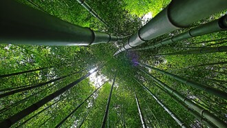 Il bambù potrebbe essere davvero la svolta per l'economia green in Italia? 