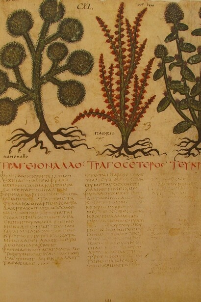 Efedra e Teucrium