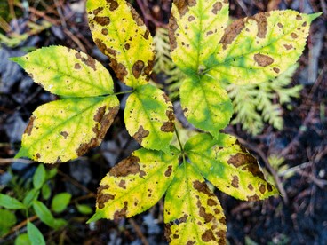 Il problema riguarda soprattutto gli organi riproduttivi: polline, ovuli e semi possono sopportare temperature inferiori rispetto a quelle tollerate dalla pianta nel suo complesso