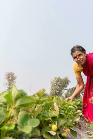 Nagpur, Maharashtra, India. Female farmers working in the fields, reflecting the struggles of rural poverty in the Global South