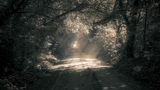 Sunlight shining in the woods on a road not taken might seem unappealing at first but there's a want to see where it leads
