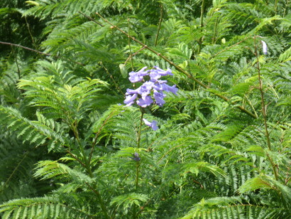 Palazzo Butera, Jacaranda mimosaefolia