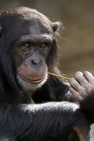Gli uomini pensano erroneamente che gli animali siano tutti uguali