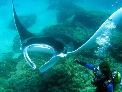 Maratua: in nessuna parte del mondo è possibile nuotare in compagnia di tante grosse mante, che si avvicinano fino a toccarvi