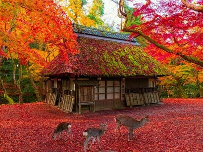 A picturesque Japanese autumn setting with vivid foliage and grazing deer, symbolising nature’s role in meaningful travel experiences