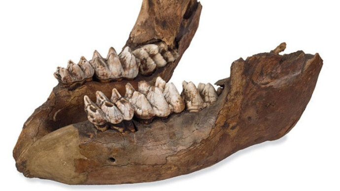 Palaeontology collections. Courtesy of Natural History Museum 