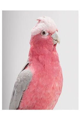 Leila Jeffreys. Courtesy of Purdy Hicks Gallery