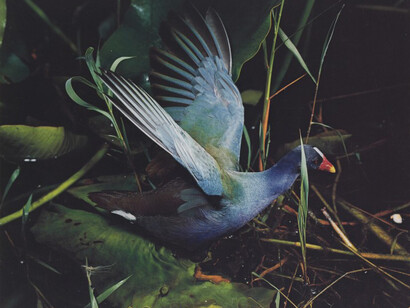 Purple Gallinule, Everglades National Park, Florida, March 2, 1954
Eliot Porter (1901–1990)