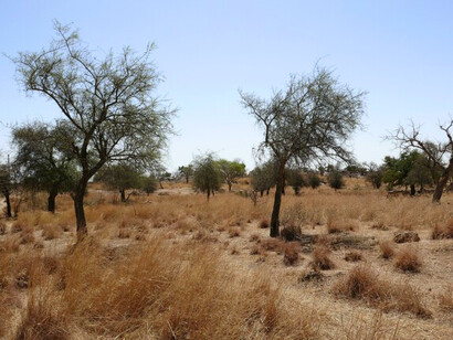 Pays Dogon au Mali, région célèbre pour les villages construits au pied de la falaise Bandiagara