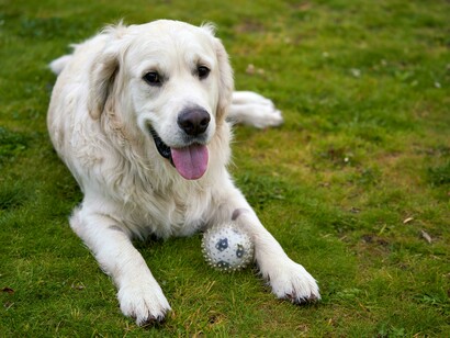 A diferencia del corazón humano, el corazón de los perros carece de ego y miedo al ridículo, lo que los hace felices y generosos