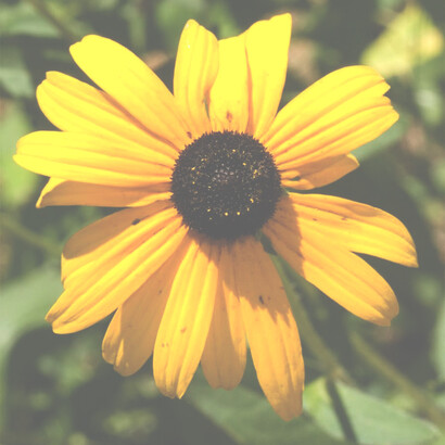 Black-eyed Susan, il nome "occhi neri" deriva dalla colorazione nera del polline
