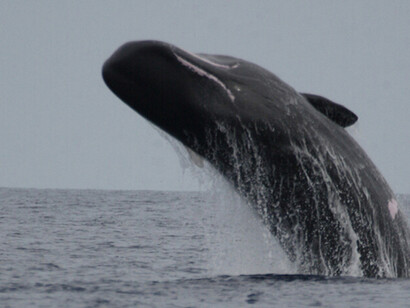 Sperm Whale © Gehan de Silva Wijeyeratne