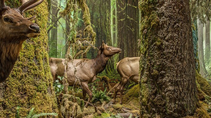 Natural History. Courtesy of Royal BC Museum 