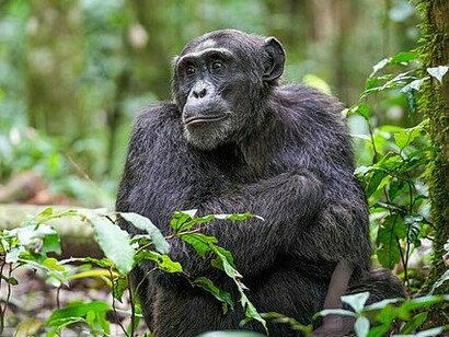 Un esemplare di Pan Troglodytes al Kibale Forest National Park, Uganda