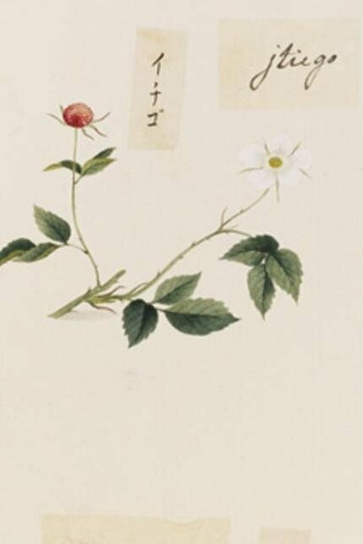 Bocetos botánicos, acuarela sobre papel, 	
Ishizaki Yūshi, entre 1817 y 1823