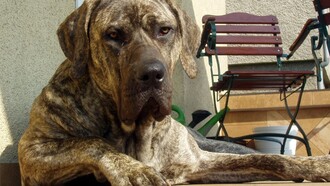 Fila brasileiro en un entorno doméstico