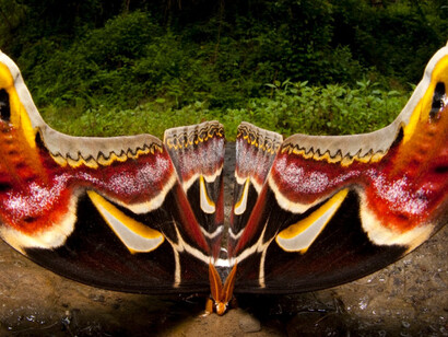 Sandesh Kadur, the Art of Conservation